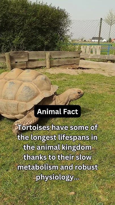 Langsam und Beständig: Lektionen von Schildkröten