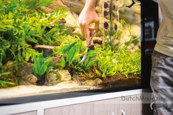 So Hältst Du Dein Aquarium Im Gleichgewicht: Tipps zur Wasseraufbereitung und Pflege