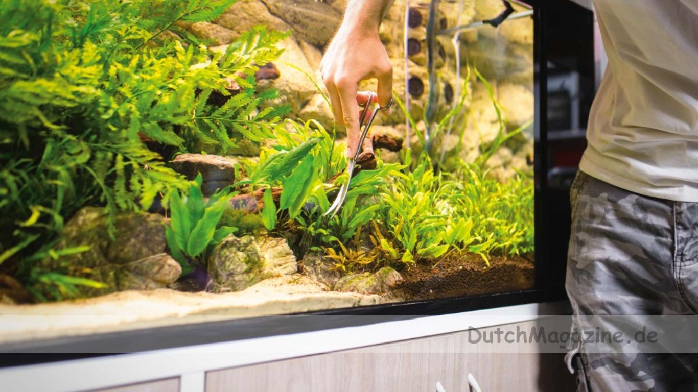 So Hältst Du Dein Aquarium Im Gleichgewicht: Tipps zur Wasseraufbereitung und Pflege