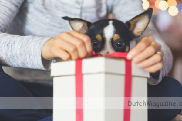 Geburtstagsgeschenke für Ihren Hund: Ideen und Inspirationen