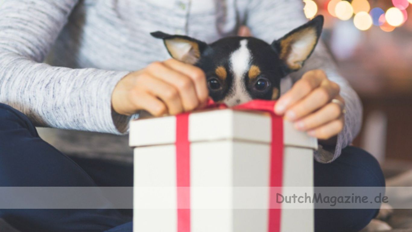 Geburtstagsgeschenke für Ihren Hund: Ideen und Inspirationen